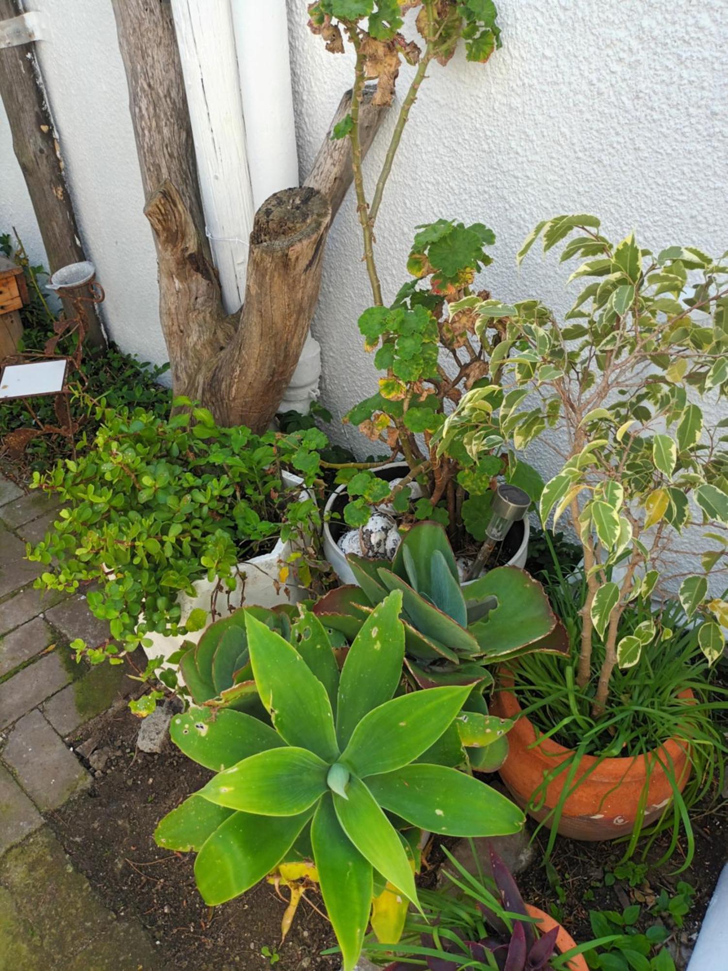 Self Catering Unit 7, Sandbaai Hermanus Rom bilde